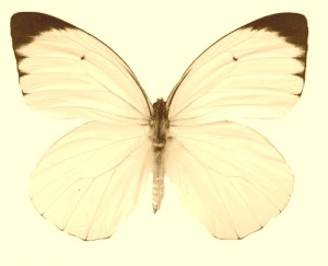 白死蝶
